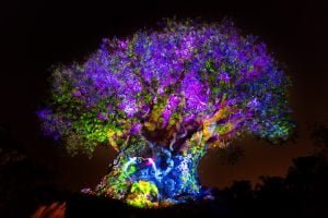 Nighttime Spectacular