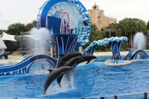 Dolphin show Seaworld Orlando