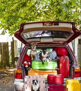 Image of dog in packed car