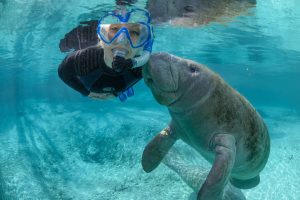 Image of woman swimming with a manatee