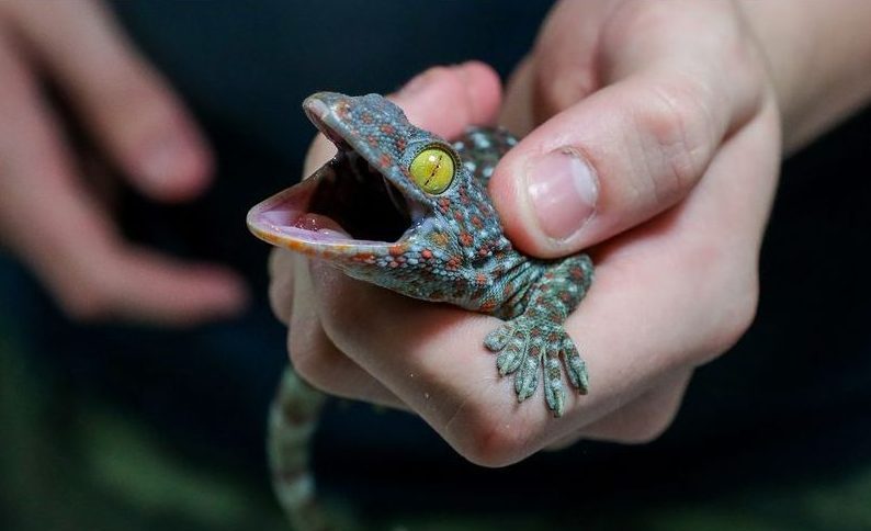 Image of hand holding lizard