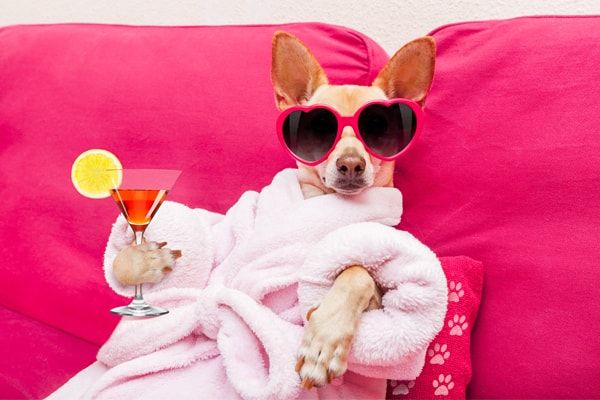 Pet relaxing in a pet friendly Orlando rental home near Disney. 
