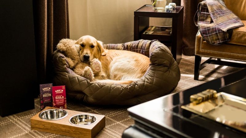 Image of comfortable pet representing Orlando Rent a villa helping an owner turn their Orlando rental villa into a pet friendly vacation rental. 