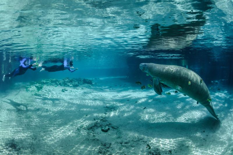 Swimming with Manatees in Crystal River. 