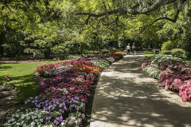 Flowers blooming during spring in Florida.