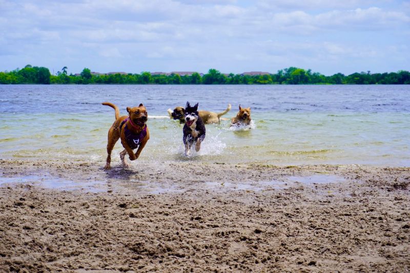 Gods enjoying running in the lake at Baldwin Park. 