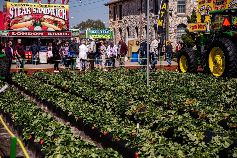 Strawberry plants at the festival 