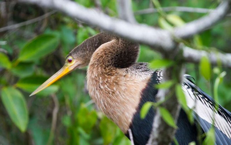 Exotic bird