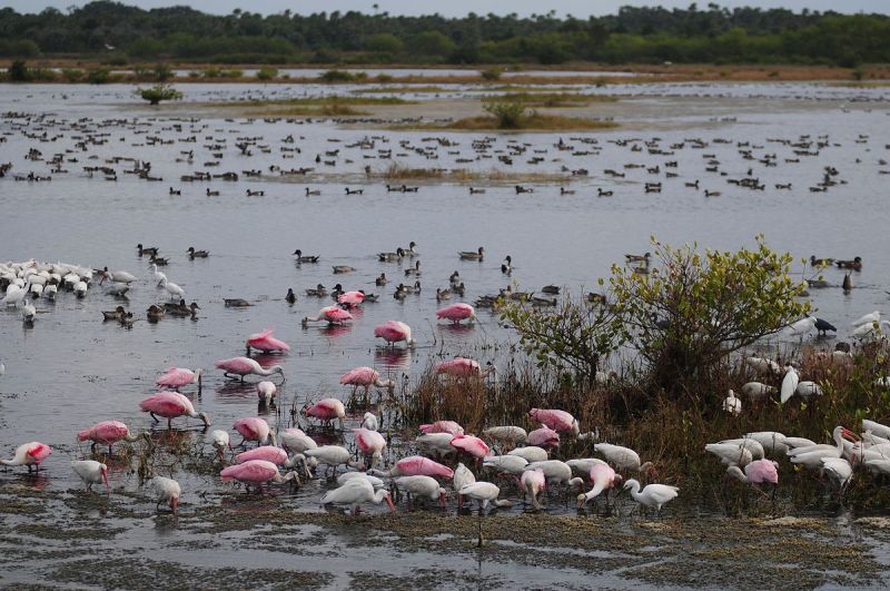 Florida wildlife reserve 
