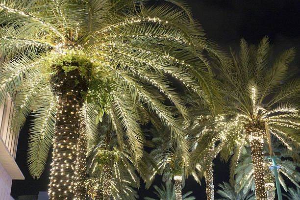 Palm trees with Christmas lights 